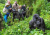 Uganda Reduces Gorilla Permit Fees in Low Season