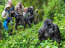 Uganda Reduces Gorilla Permit Fees in Low Season