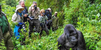 Uganda Reduces Gorilla Permit Fees in Low Season