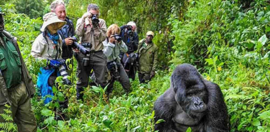 Uganda Reduces Gorilla Permit Fees in Low Season