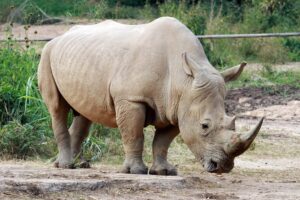white rhinoceros in Ajai