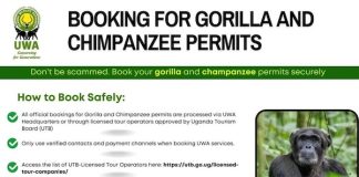 How to Safely Book Gorilla and Chimpanzee Permits in Uganda