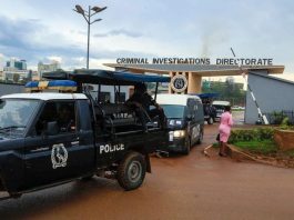 UWA Officials Held in Gorilla Permit Fraud Scandal