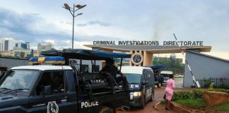 UWA Officials Held in Gorilla Permit Fraud Scandal