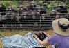 Chimpanzee Dies After Fatal Fight at Ngamba Island Sanctuary