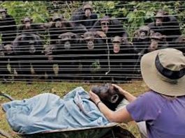 Chimpanzee Dies After Fatal Fight at Ngamba Island Sanctuary