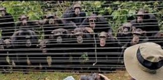 Chimpanzee Dies After Fatal Fight at Ngamba Island Sanctuary