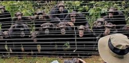 Chimpanzee Dies After Fatal Fight at Ngamba Island Sanctuary