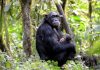 Census Reveals 426 Chimpanzees in Bwindi