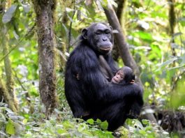 Census Reveals 426 Chimpanzees in Bwindi