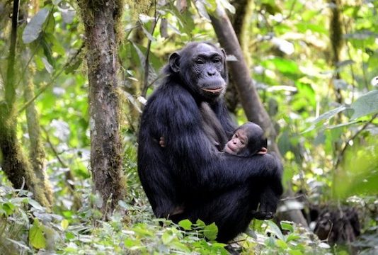 Census Reveals 426 Chimpanzees in Bwindi