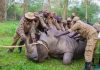 UWA Begins Rhinos Reintroduction in Kidepo Valley National Park After Four Decades kidepo rhinos