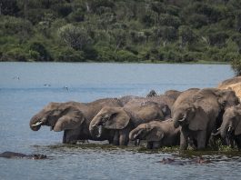 Uganda Launches 2026 Wildlife Resources Report elephants at Murchison falls