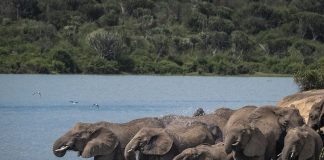 Uganda Launches 2026 Wildlife Resources Report elephants at Murchison falls