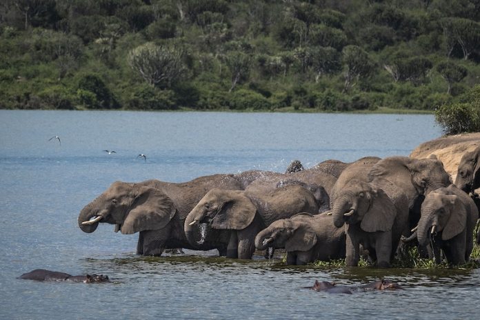 elephants at Murchison falls