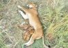 UWA Announces Birth of Three Lion Cubs in Ishasha