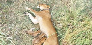 UWA Announces Birth of Three Lion Cubs in Ishasha