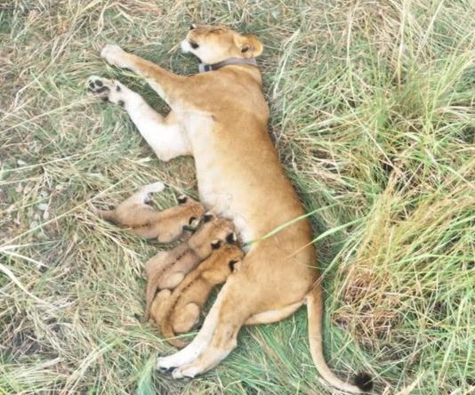 UWA Announces Birth of Three Lion Cubs in Ishasha